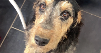 lou-anne pet sitter à PARIS 13 75013_3