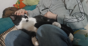 claire pet sitter à LYON 08 69008_3