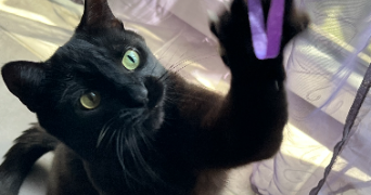 benedicte pet sitter à MURET 31600_5