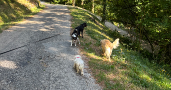 michele pet sitter à OYONNAX 01100_7