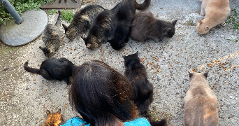 lucile pet sitter à BOULOGNE BILLANCOURT 92100_5