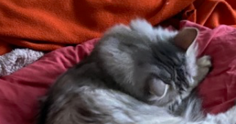 catherine pet sitter à BOULOGNE BILLANCOURT 92100_5