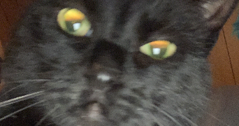 serena pet sitter à BOUTIGNY PROUAIS 28410_2
