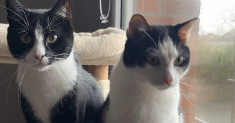 celia pet sitter à TOURCOING 59200_1