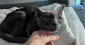 marine pet sitter à LA GRANDE MOTTE 34280_13