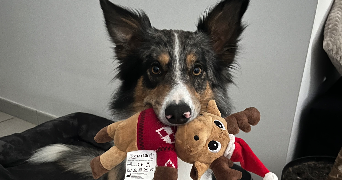 olivia pet sitter à SEVREMOINE 49230_5