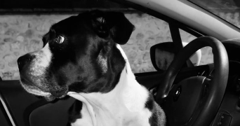 manon pet sitter à BORDEAUX 33300_1