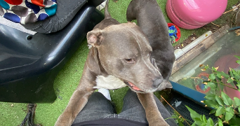 lucas pet sitter à CRETEIL 94000_1