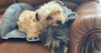 emilie pet sitter à BILLERE 64140_2