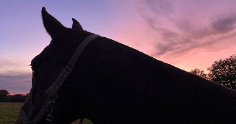 hallidays  pet sitter à BELLEVILLE SUR LOIRE 18240_11