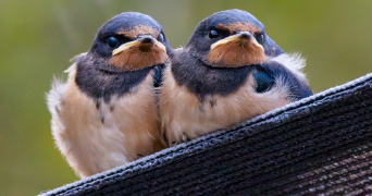 laura et pet sitter à Blagnac 31700_7