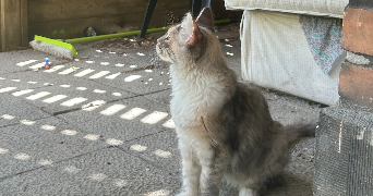 danton pet sitter à BORDEAUX 33000_2