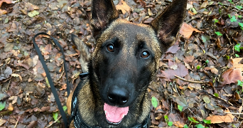 morgan pet sitter à TULLE 19000_3