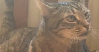 gladys pet sitter à BORDEAUX 33800_2