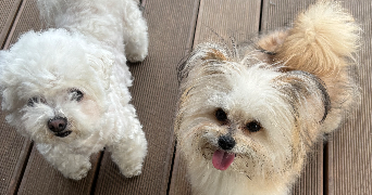 ludovic pet sitter à VELIZY VILLACOUBLAY 78140_5