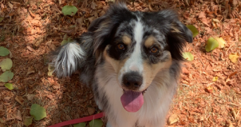 loélia pet sitter à HAUTE GOULAINE 44115_1