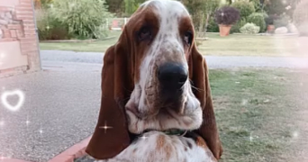 clothildra pet sitter à ST OUEN DE THOUBERVILLE 27310_5