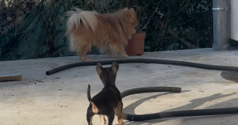 joana pet sitter à ST OUEN L AUMONE 95310_9