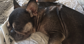 loanne pet sitter à ST JEAN DE VEDAS 34430_3