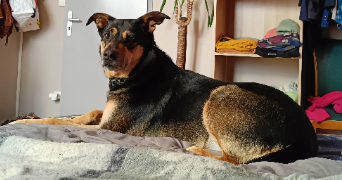 aurelia pet sitter à ROCHES PREMARIE ANDILLE 86340_2
