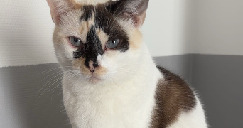 maelle pet sitter à MAROMME 76150_4