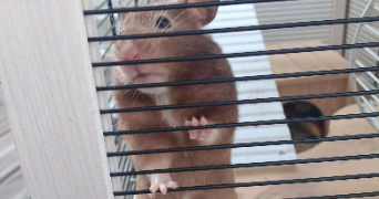 morgane pet sitter à LA SEYNE SUR MER 83500_2