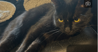 sabine pet sitter à CLERMONT 60600_3