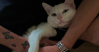 adam pet sitter à LE CRES 34920_1