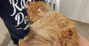 clélia pet sitter à BORDEAUX 33800_2
