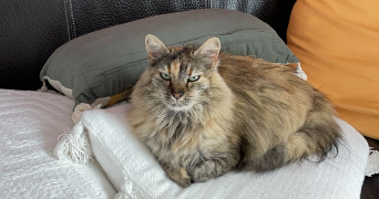 lys pet sitter à DOMLOUP 35410_1