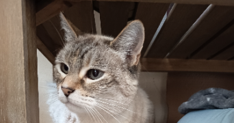 angele pet sitter à VAL DE REUIL 27100_3