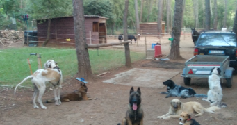 roland pet sitter à TOURVES 83170_5