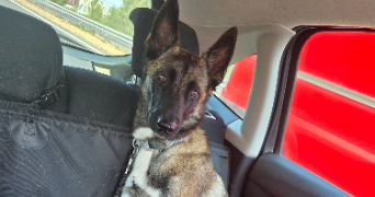 alex pet sitter à LIBOURNE 33500_4