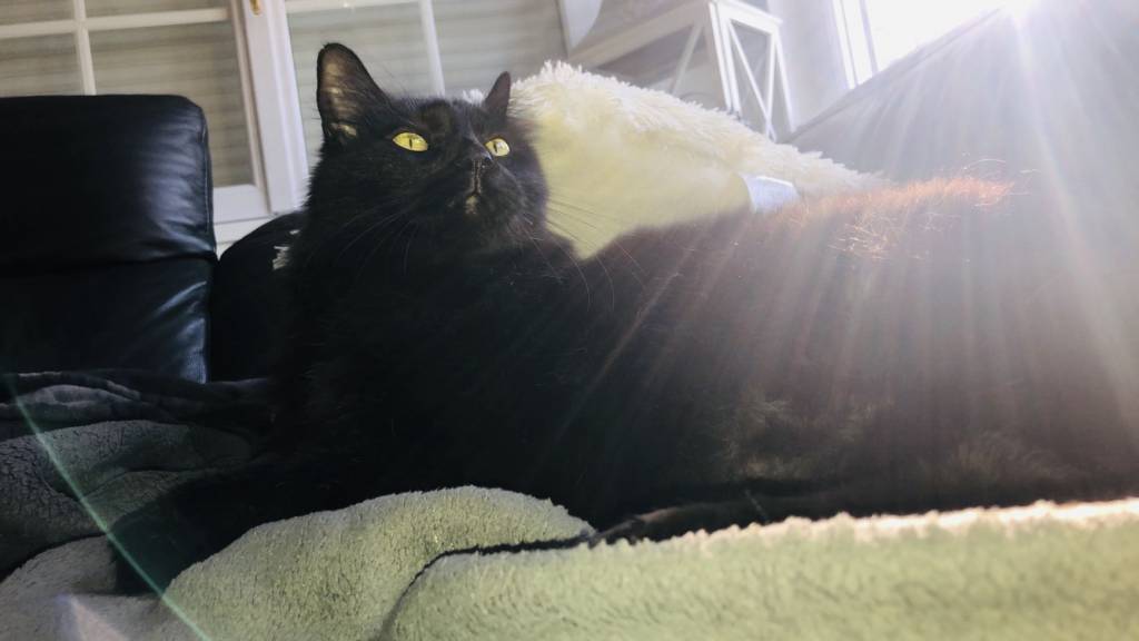 marie  pet sitter à Linselles 59126_0