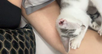lea pet sitter à VILLENEUVE D ASCQ 59650_1