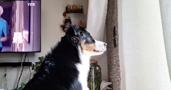 hugo pet sitter à LYON 07 69007_2