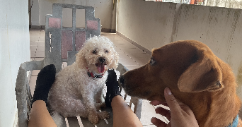 anne pet sitter à BORDEAUX 33000_3