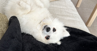 cloé pet sitter à SALON DE PROVENCE 13300_2