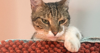 mme pet sitter à CALAVANTE 65190_1