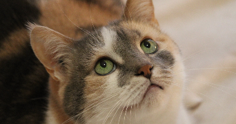 alys pet sitter à GISORS 27140_2