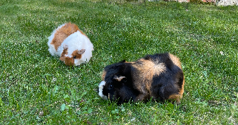 ilona pet sitter à VAL D ORNAIN 55000_5