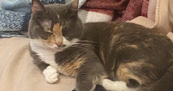 emma pet sitter à SOUSSANS 33460_2