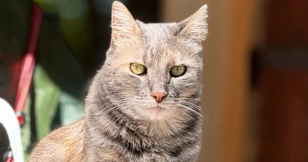 mailys pet sitter à PERTUIS 84120_2