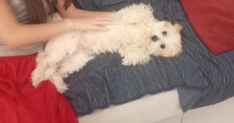blandine pet sitter à MONETEAU 89470_9