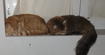 gladys pet sitter à PUYLAROQUE 82240_1
