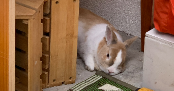 thomas pet sitter à LE KREMLIN BICETRE 94270_8