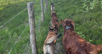 sarah pet sitter à CRETEIL 94000_2