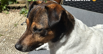 alison pet sitter à FONTENAY LE FLEURY 78330_1