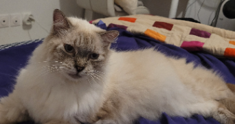 christine pet sitter à AIX EN PROVENCE 13090_4