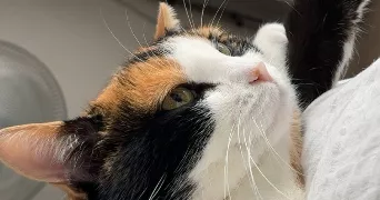 berenice pet sitter à ANTONY 92160